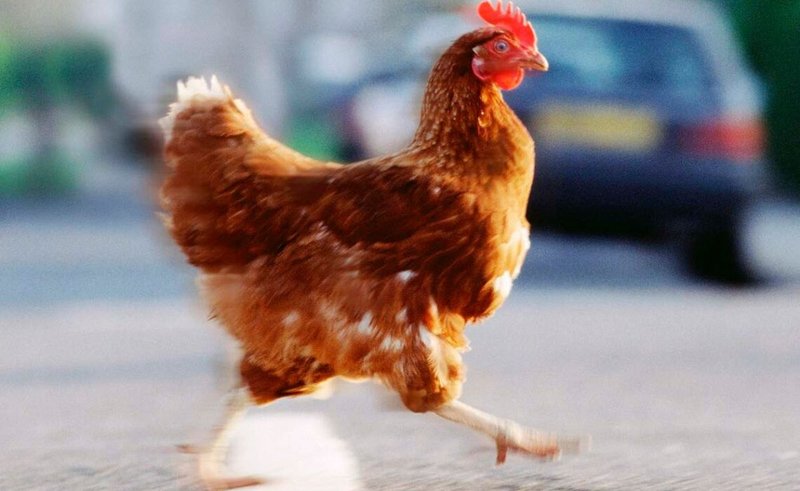 Image: Conoce el secreto detrás de la famosa ruta del pollo en España