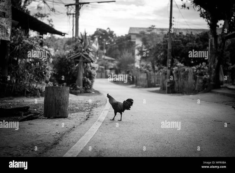 Introduction to chicken road nederland